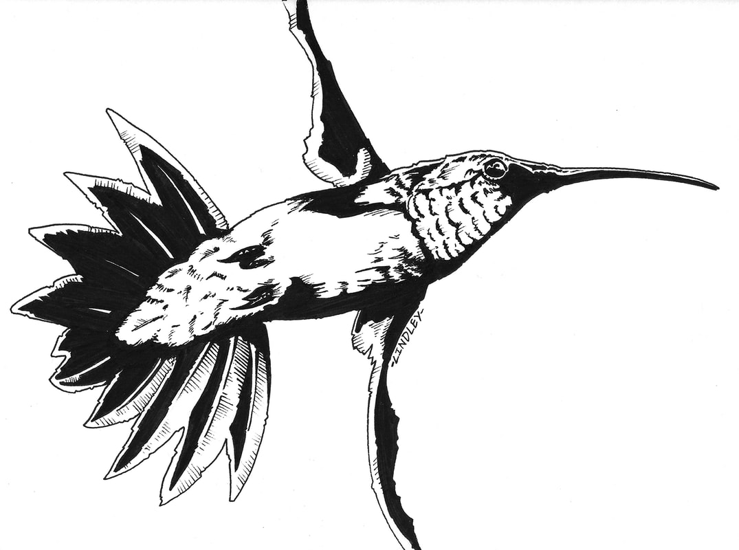 Fully rendered artwork: how to draw a flying humming bird (animals/birds) by Nate Lindley.