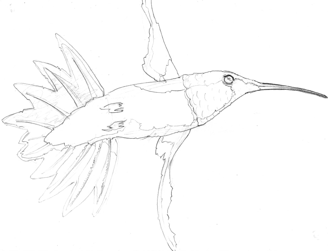 Line Drawing of complex shapes - how to draw a flying hummingbird (animals/birds), part 2 of 3 by Nate Lindley.