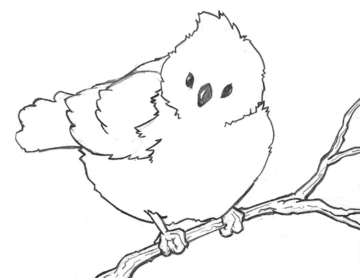 Line Drawing of the complex form: how to draw a perched bird by Nate Lindley.